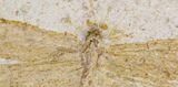 Fossil Dragonfly (Aeschnogomphus) - Solnhofen Limestone #22538-2